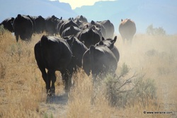 heifer cattle