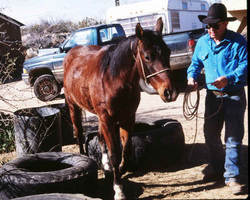 Cowboy Training Halter teaches a horse to lead easily