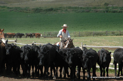 Ed Russell moving Gang Ranch cattle.