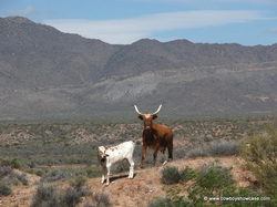 longhorns are good in rugged harsh country