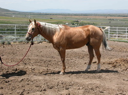 Palomino Stud or Stallion