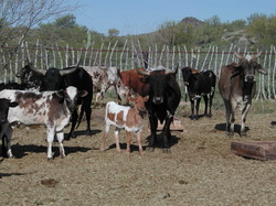 corriente cattle
