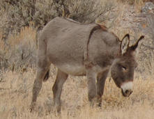 donkey or burro