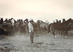 Bill Kane roping horses.
