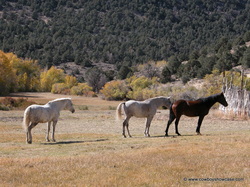 Curley horses in the field at Ackerman Ranch