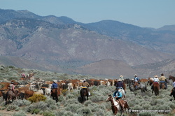 Reno Rodeo Cattle Drive