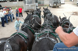 horses hooked up and ready to drive.