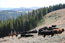 pushing cattle in the Big Horn Mountains