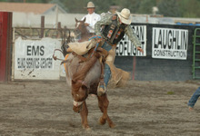 cold backed bronc