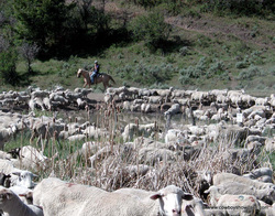 range sheep at water