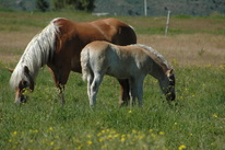 flaxy or flaxen maned horses