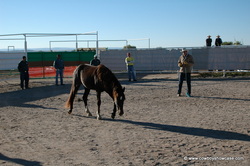 Training the prisoners and the wild horses