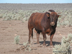 Red Angus bull