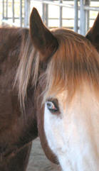 glass-eyed horse
