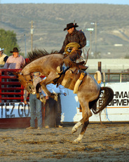 Blossom Rodeo Horse