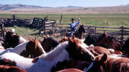 Prunty Ranch Horses