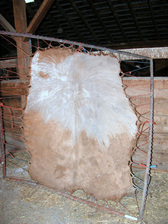 Rawhide - skin stretched ready to be scraped and cut