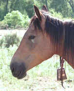 buckskin bell mare