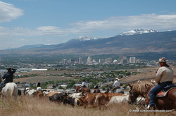Reno Rodeo Cattle Drive into Reno