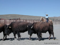 Allie Bear cutting buffalo
