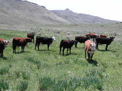 steer cattle