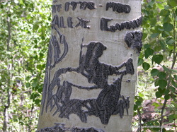 Basque Tree Carvings (“Arborglyphs”)