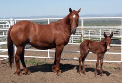 mule colt with his horse mother