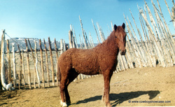 Curly horse stallion, Copper D.