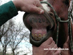 Tattoo on a thoroughbred horse.  Picture