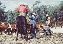 South African cowboys at work 