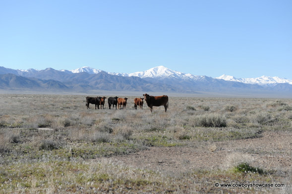 range cattle