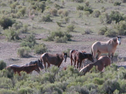 Feral Horse essays