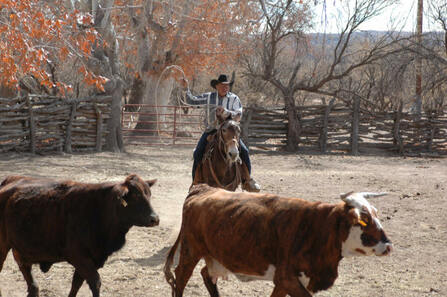 working cattle with a mule
