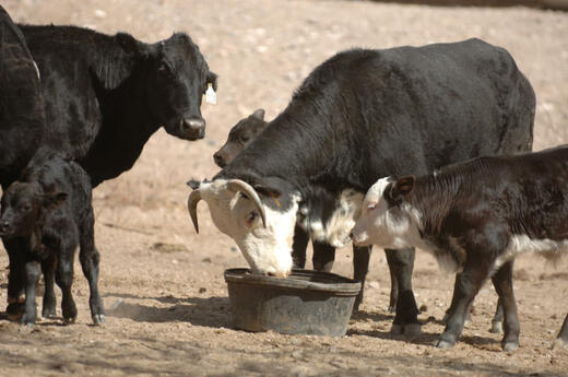 desert cattle licking feed supplement